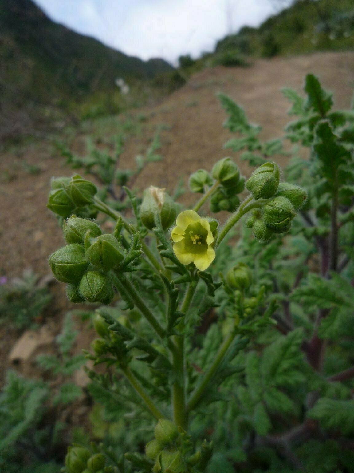 High Resolution Emmenanthe penduliflora Bud